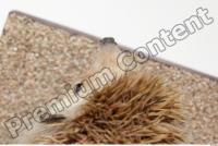 Hedgehog - Erinaceus europaeus 0025